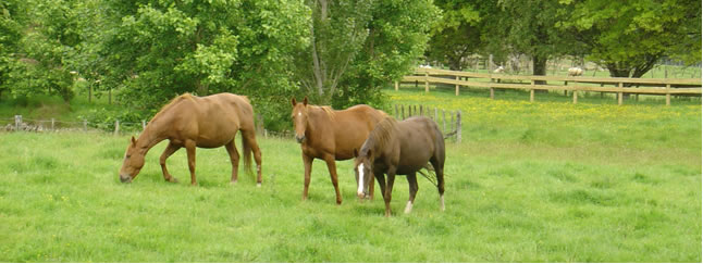 Horses in a plush green field