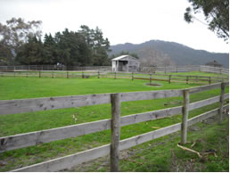 Foaling facilities