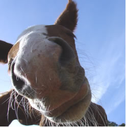 Looking up a horse's nose